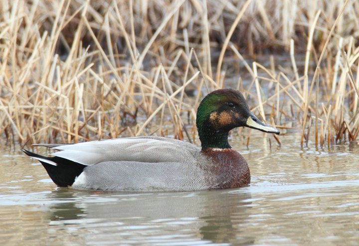 A presumed Brewer's Duck, a striking Gadwall x Mallard hybrid, near Ocean City, Maryland (1/24/2009). Originally
found and documented by Mikey Lutmerding. A presumed Brewer's Duck, a striking Gadwall x Mallard hybrid, near Ocean City, Maryland (1/24/2009). Originally
found and documented by Mikey Lutmerding. Photo by Bill Hubick.