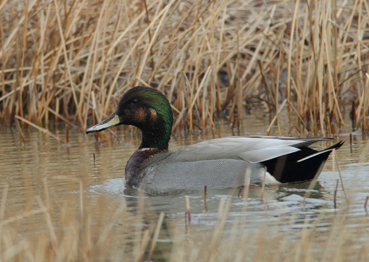 A presumed Brewer's Duck, a striking Gadwall x Mallard hybrid, near Ocean City, Maryland (1/24/2009). Originally
found and documented by Mikey Lutmerding. A presumed Brewer's Duck, a striking Gadwall x Mallard hybrid, near Ocean City, Maryland (1/24/2009). Originally
found and documented by Mikey Lutmerding. Photo by Bill Hubick.