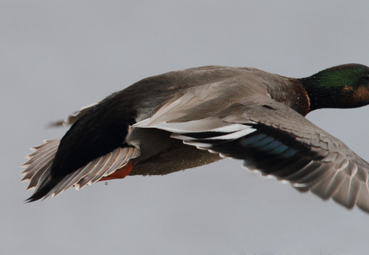 A documentation shot of Gadwall x Mallard hybrid wing pattern. Photo by Bill Hubick. A documentation shot of Gadwall x Mallard hybrid wing pattern. Photo by Bill Hubick.