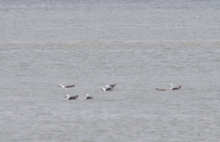 Distant shots of recently fledged Great Black-backed Gulls in Ocean City, Maryland (6/26/2011). Photo by Bill Hubick.