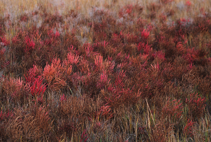 <em>Salicornia</em>, or Pickleweed, practically glowing in the late afternoon sun (Georges Island Landing, 10/26/2010). Photo by Bill Hubick.