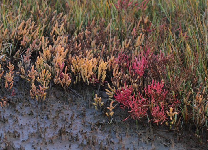 <em>Salicornia</em>, or Pickleweed, practically glowing in the late afternoon sun (Georges Island Landing, 10/26/2010). Photo by Bill Hubick.