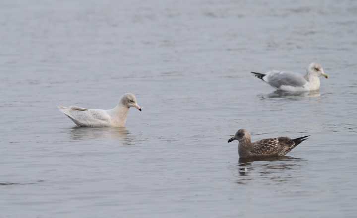 A first-cycle Glaucous Gull at Solomons, Calvert Co., Maryland (12/6/2009). A first-cycle Glaucous Gull at Solomons, Calvert Co., Maryland (12/6/2009).