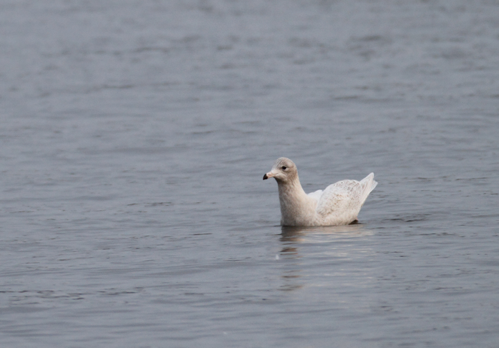 A first-cycle Glaucous Gull at Solomons, Calvert Co., Maryland (12/6/2009). A first-cycle Glaucous Gull at Solomons, Calvert Co., Maryland (12/6/2009).