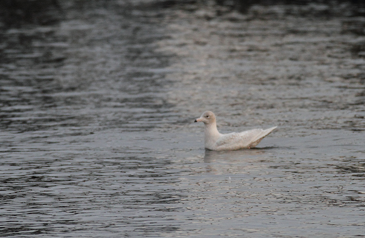 A first-cycle Glaucous Gull at Solomons, Calvert Co., Maryland (12/6/2009). A first-cycle Glaucous Gull at Solomons, Calvert Co., Maryland (12/6/2009).