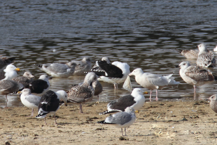 Distant documentation: A Glaucous Gull picking up some things for dinner. (Salisbury, Maryland, 1/16/2011). Photo by Bill Hubick.