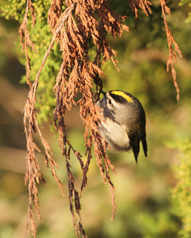 One of many Golden-crowned Kinglets foraging at Bayside, Assateague Island (10/30/2010). Photo by Bill Hubick.