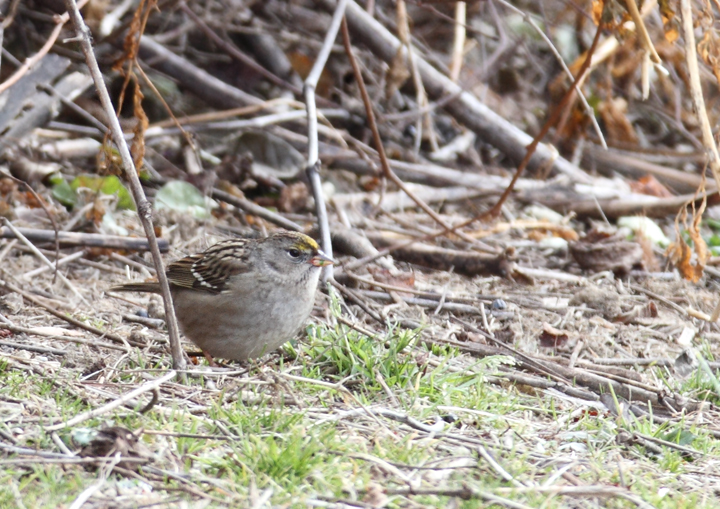 Maryland's first record of Golden-crowned Sparrow, photographed at Chesapeake Farms, Kent Co., Maryland (12/20/2010). Found the previous day by Bruce Peterjohn during the Lower Kent CBC. Exceptional find, Bruce! Maryland's first record of Golden-crowned Sparrow, photographed at Chesapeake Farms, Kent Co., Maryland (12/20/2010). Found the previous day by Bruce Peterjohn during the Lower Kent CBC. Exceptional find, Bruce! Photo by Bill Hubick.