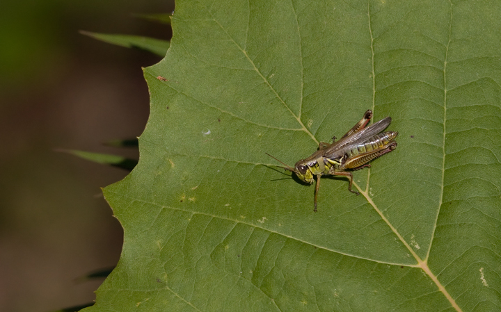 A Differential Grasshopper on a sycamore leaf in Anne Arundel Co., Maryland (10/4/2009). A Differential Grasshopper on a sycamore leaf in Anne Arundel Co., Maryland (10/4/2009).