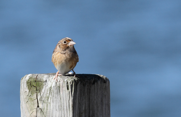 This migrant Grasshopper Sparrow was a highlight of a visit to Point Lookout SP during late fall migration. It flushed from a grassy area near the point and posed several times in highly uncharacteristic habitat. Backdrop is the mouth of the Potomac River! This migrant Grasshopper Sparrow was a highlight of a visit to Point Lookout SP during late fall migration. It flushed from a grassy area near the point and posed several times in highly uncharacteristic habitat. Backdrop is the mouth of the Potomac River! Photo by Bill Hubick.