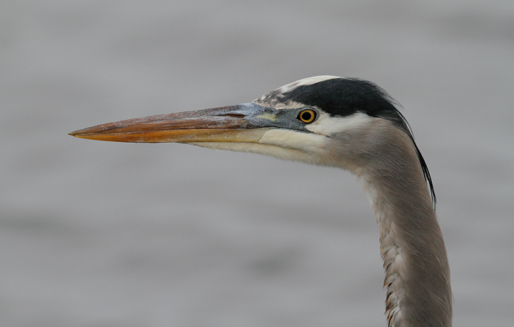 A Great Blue Heron at Blackwater NWR, Maryland (12/25/2009). Photo by Bill Hubick. A Great Blue Heron at Blackwater NWR, Maryland (12/25/2009). Photo by Bill Hubick.