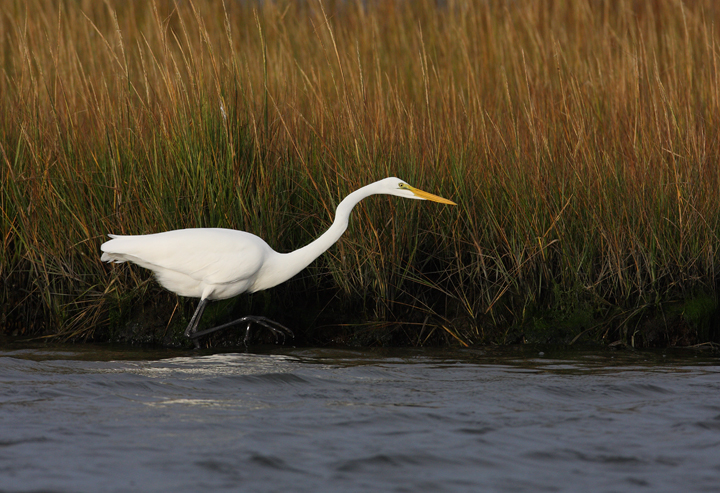 A Great Egret hunts in the shallows on Assateague Island, Maryland (10/12/2009). A Great Egret hunts in the shallows on Assateague Island, Maryland (10/12/2009).