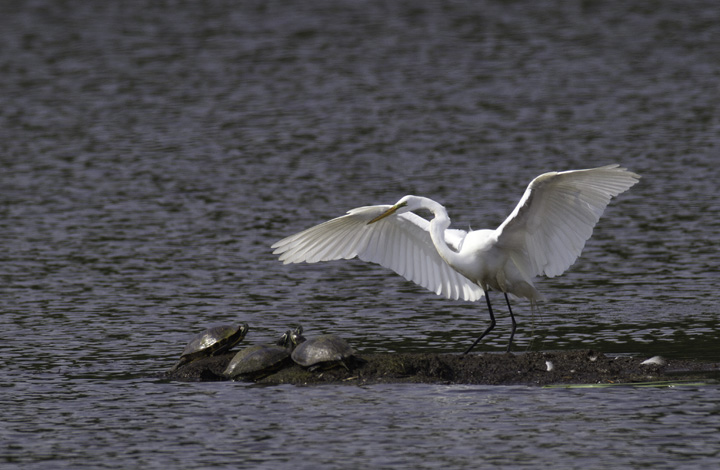 A Great Egret lands among turtles at Fort Smallwood, Maryland (5/22/2011). Photo by Bill Hubick.