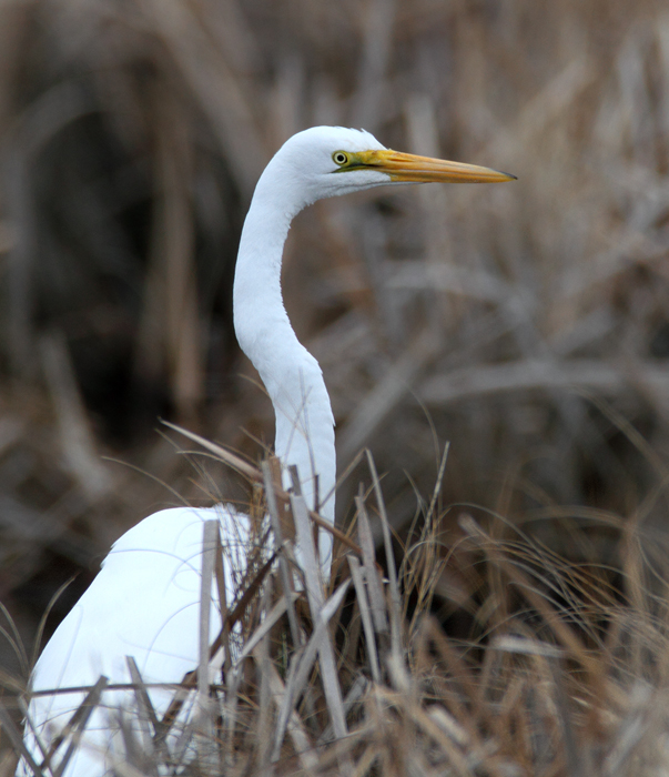 A Great Egret - scarce in winter - in Worcester Co., Maryland (1/24/2010). Photo by Bill Hubick. A Great Egret - scarce in winter - in Worcester Co., Maryland (1/24/2010). Photo by Bill Hubick.