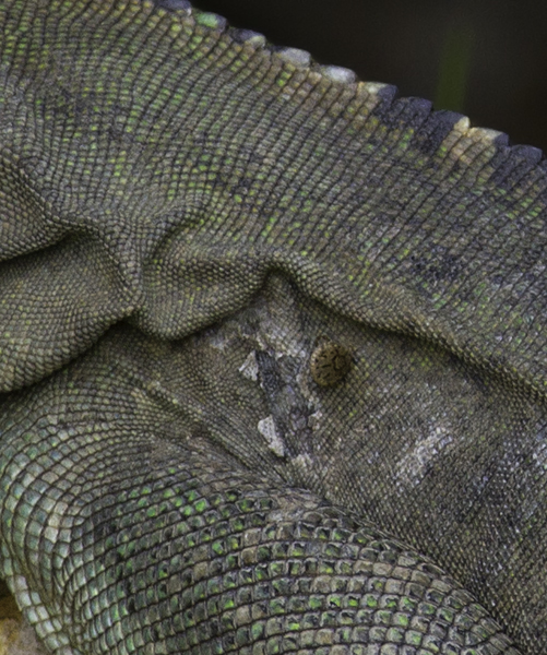 And the Ctenosaur itself is micro-habitat for this tick. Photo by Bill Hubick.