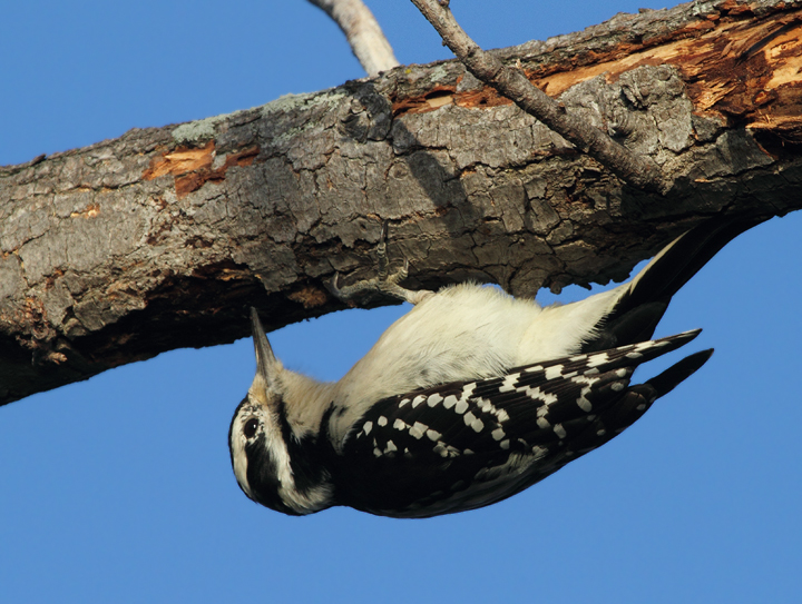 A female Hairy Woodpecker forages at Fort Smallwood, Maryland (10/15/2010). Photo by Bill Hubick.