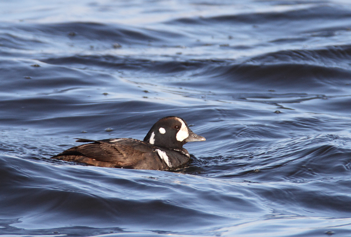An immature male Harlequin Duck at Fort Armistead Park, visiting both Baltimore and Anne Arundel Counties, Maryland (1/9/2011). A great find by Keith Costley. An immature male Harlequin Duck at Fort Armistead Park, visiting both Baltimore and Anne Arundel Counties, Maryland (1/9/2011). A great find by Keith Costley. Photo by Bill Hubick.