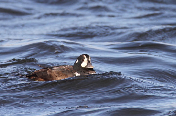 An immature male Harlequin Duck at Fort Armistead Park, visiting both Baltimore and Anne Arundel Counties, Maryland (1/9/2011). A great find by Keith Costley. Photo by Bill Hubick.