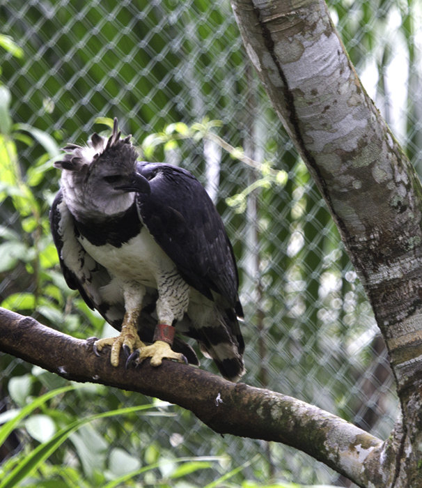 One of the world's most impressive creatures, the Harpy Eagle - spectacular even in captivity. Photo by Bill Hubick.