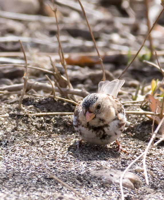 A first-winter male Harris's Sparrow in Howard Co., Maryland (3/21/2009). This is the first sighting
of the species in Maryland since March 2003. Thanks to Ken Clark for finding and sharing this great bird! Accepted by MD/DCRC as MD/2008-051. Photo by Bill Hubick.