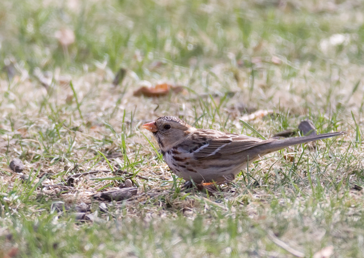 A first-winter male Harris's Sparrow in Howard Co., Maryland (3/21/2009). This is the first sighting
of the species in Maryland since March 2003. Thanks to Ken Clark for finding and sharing this great bird! Accepted by MD/DCRC as MD/2008-051. Photo by Bill Hubick.