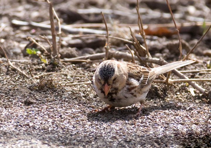 A first-winter male Harris's Sparrow in Howard Co., Maryland (3/21/2009). This is the first sighting
of the species in Maryland since March 2003. Thanks to Ken Clark for finding and sharing this great bird! Accepted by MD/DCRC as MD/2008-051. Photo by Bill Hubick.