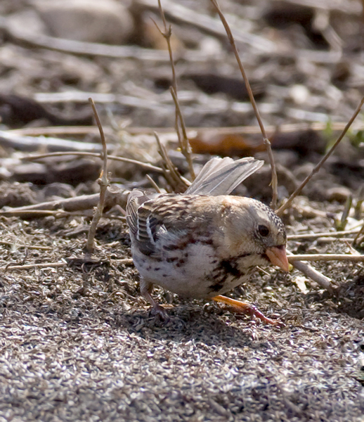A first-winter male Harris's Sparrow in Howard Co., Maryland (3/21/2009). This is the first sighting
of the species in Maryland since March 2003. Thanks to Ken Clark for finding and sharing this great bird! Accepted by MD/DCRC as MD/2008-051. Photo by Bill Hubick.