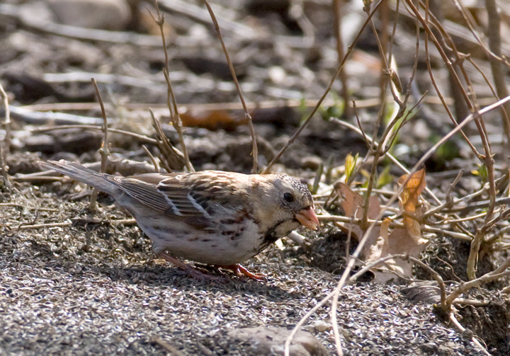 A first-winter male Harris's Sparrow in Howard Co., Maryland (3/21/2009). This is the first sighting
of the species in Maryland since March 2003. Thanks to Ken Clark for finding and sharing this great bird! Accepted by MD/DCRC as MD/2008-051. Photo by Bill Hubick.