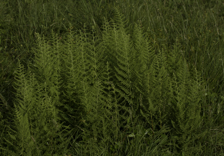 Hay-scented Fern in Garrett Co., Maryland (6/12/2011). Photo by Bill Hubick.