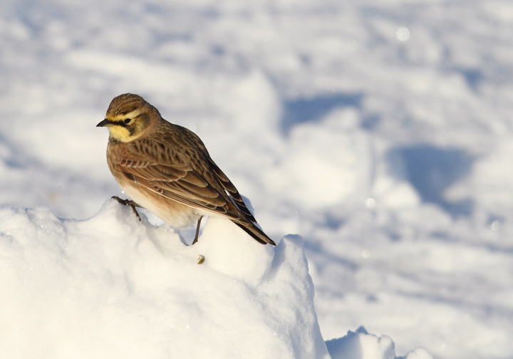 Horned Larks in Caroline Co., Maryland (12/24/2009). Horned Larks in Caroline Co., Maryland (12/24/2009).
