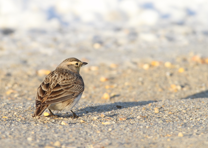 Horned Larks in Caroline Co., Maryland (12/24/2009). Horned Larks in Caroline Co., Maryland (12/24/2009).