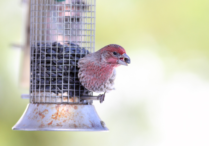 A male House Finch visits our feeders in Anne Arundel Co., Maryland (12/20/2009). A male House Finch visits our feeders in Anne Arundel Co., Maryland (12/20/2009).