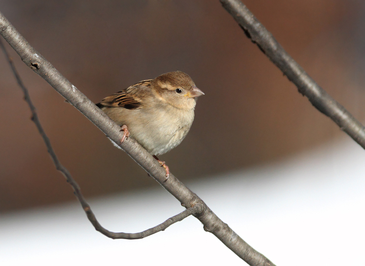 A female House Sparrow joins the feeder visitors (Anne Arundel Co., Maryland (12/20/2009). A female House Sparrow joins the feeder visitors (Anne Arundel Co., Maryland (12/20/2009).