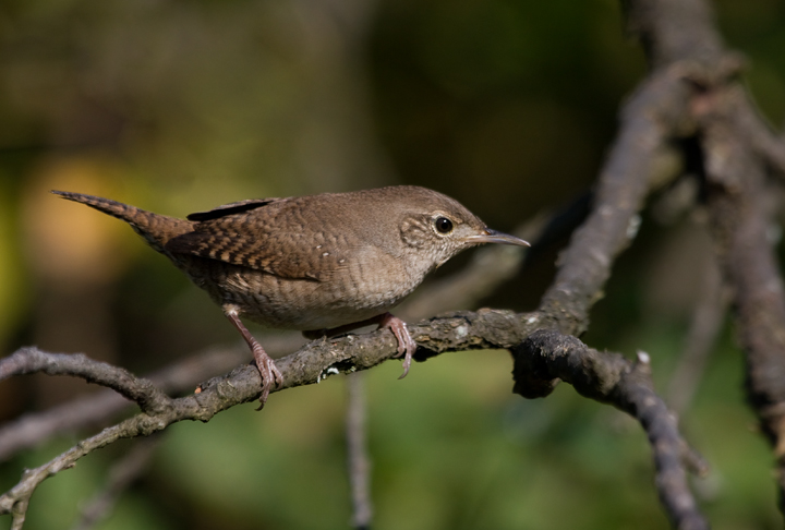 A House Wren investigates intruders at Blairs Valley, Washington Co., Maryland (10/3/2009). A House Wren investigates intruders at Blairs Valley, Washington Co., Maryland (10/3/2009).