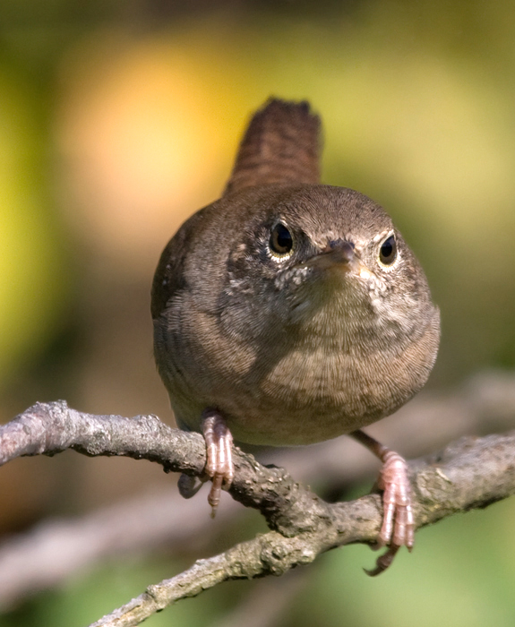A House Wren investigates intruders at Blairs Valley, Washington Co., Maryland (10/3/2009). A House Wren investigates intruders at Blairs Valley, Washington Co., Maryland (10/3/2009).