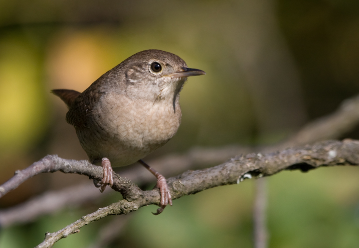 A House Wren investigates intruders at Blairs Valley, Washington Co., Maryland (10/3/2009). A House Wren investigates intruders at Blairs Valley, Washington Co., Maryland (10/3/2009).