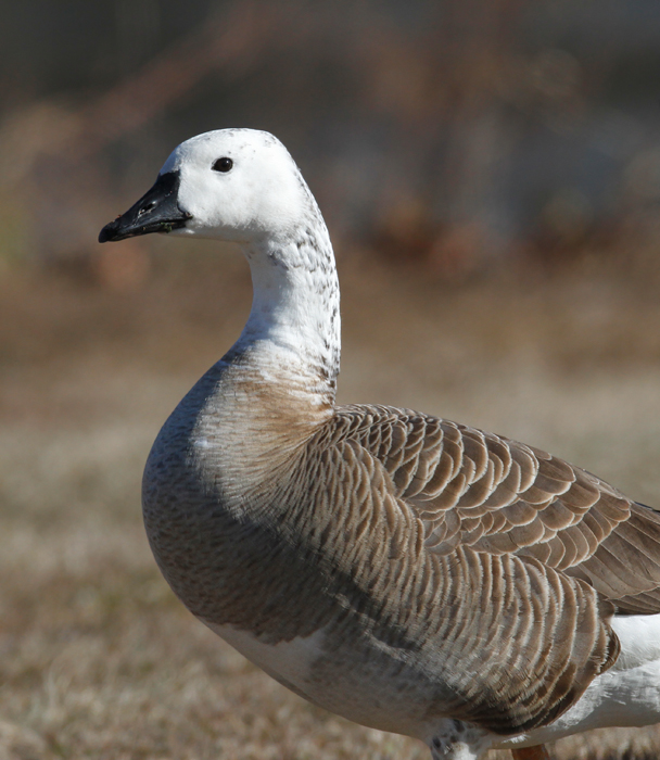 Two hybrid geese photographed in St. Mary's Co., Maryland (1/3/2010). Photo by Bill Hubick. Two hybrid geese photographed in St. Mary's Co., Maryland (1/3/2010). Photo by Bill Hubick.
