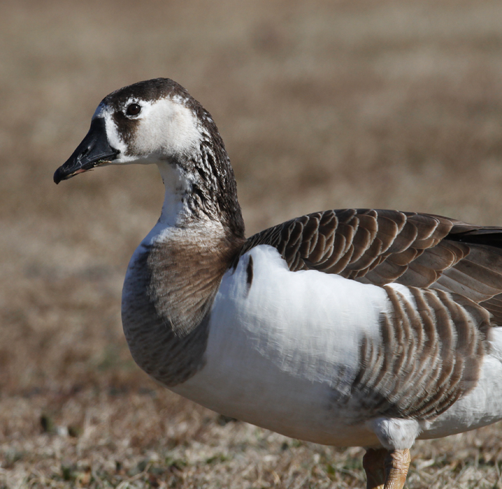 Two hybrid geese photographed in St. Mary's Co., Maryland (1/3/2010). Photo by Bill Hubick. Two hybrid geese photographed in St. Mary's Co., Maryland (1/3/2010). Photo by Bill Hubick.