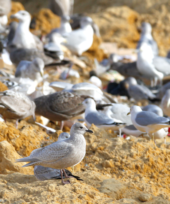 A Kumlien's Iceland Gull at the Salisbury Landfill, Wicomico Co., Maryland (1/9/2010). Photo by Bill Hubick.