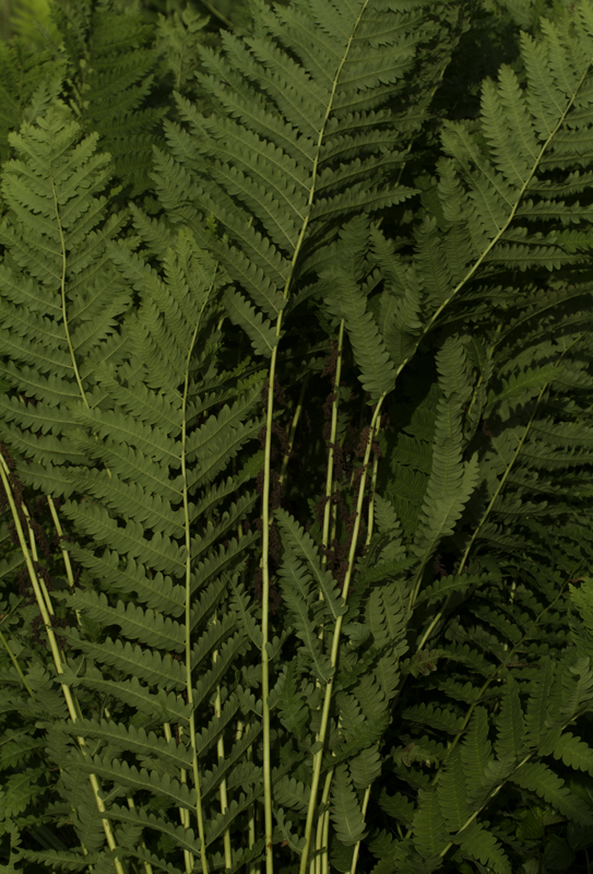 Interrupted Fern in Garrett Co., Maryland (6/12/2011). Photo by Bill Hubick.