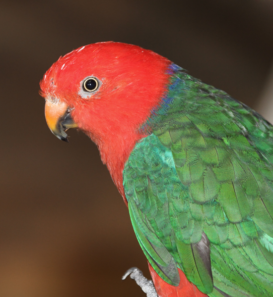 King Parrot - Australia exhibit at the National Aquarium (12/31/2009.) Photo by Bill Hubick. King Parrot - Australia exhibit at the National Aquarium (12/31/2009.) Photo by Bill Hubick.