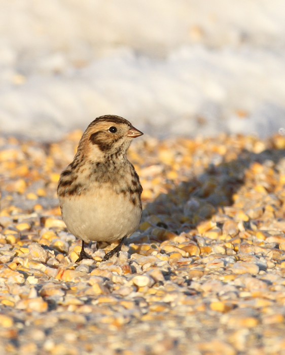 Lapland Longspurs at first light in Caroline Co., Maryland (12/24/2009). Today was easily my best photographic encounter with this species to date. Exciting. Lapland Longspurs at first light in Caroline Co., Maryland (12/24/2009). Today was easily my best photographic encounter with this species to date. Exciting.