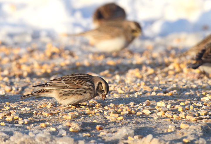 Lapland Longspurs at first light in Caroline Co., Maryland (12/24/2009). Today was easily my best photographic encounter with this species to date. Exciting. Lapland Longspurs at first light in Caroline Co., Maryland (12/24/2009). Today was easily my best photographic encounter with this species to date. Exciting.