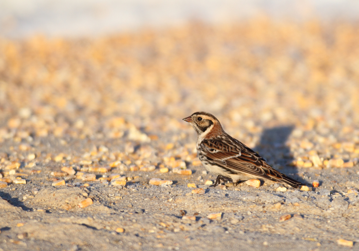 Lapland Longspurs at first light in Caroline Co., Maryland (12/24/2009). Today was easily my best photographic encounter with this species to date. Exciting. Lapland Longspurs at first light in Caroline Co., Maryland (12/24/2009). Today was easily my best photographic encounter with this species to date. Exciting.
