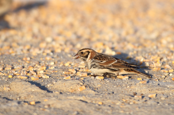 Lapland Longspurs at first light in Caroline Co., Maryland (12/24/2009). Today was easily my best photographic encounter with this species to date. Exciting. Lapland Longspurs at first light in Caroline Co., Maryland (12/24/2009). Today was easily my best photographic encounter with this species to date. Exciting.