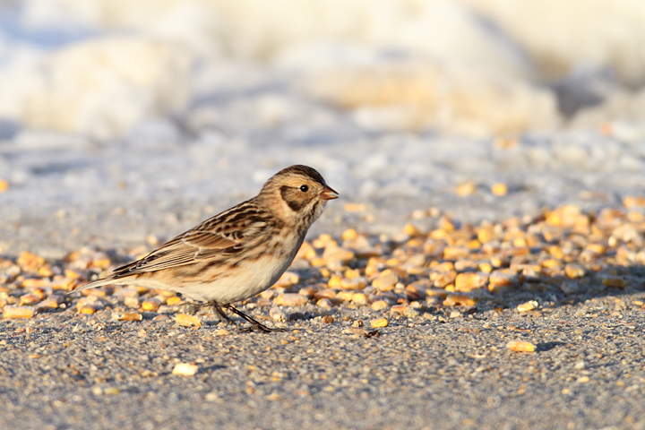 Lapland Longspurs at first light in Caroline Co., Maryland (12/24/2009). Today was easily my best photographic encounter with this species to date. Exciting. Lapland Longspurs at first light in Caroline Co., Maryland (12/24/2009). Today was easily my best photographic encounter with this species to date. Exciting.