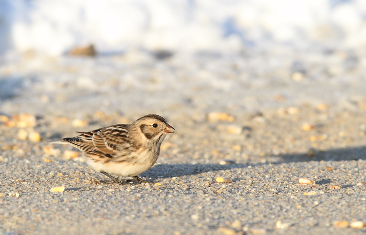 Lapland Longspurs at first light in Caroline Co., Maryland (12/24/2009). Today was easily my best photographic encounter with this species to date. Exciting. Lapland Longspurs at first light in Caroline Co., Maryland (12/24/2009). Today was easily my best photographic encounter with this species to date. Exciting.