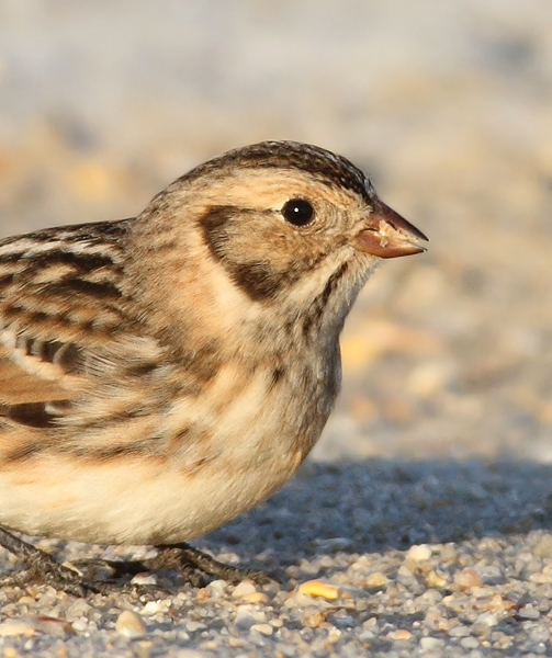 Lapland Longspurs at first light in Caroline Co., Maryland (12/24/2009). Today was easily my best photographic encounter with this species to date. Exciting. Lapland Longspurs at first light in Caroline Co., Maryland (12/24/2009). Today was easily my best photographic encounter with this species to date. Exciting.