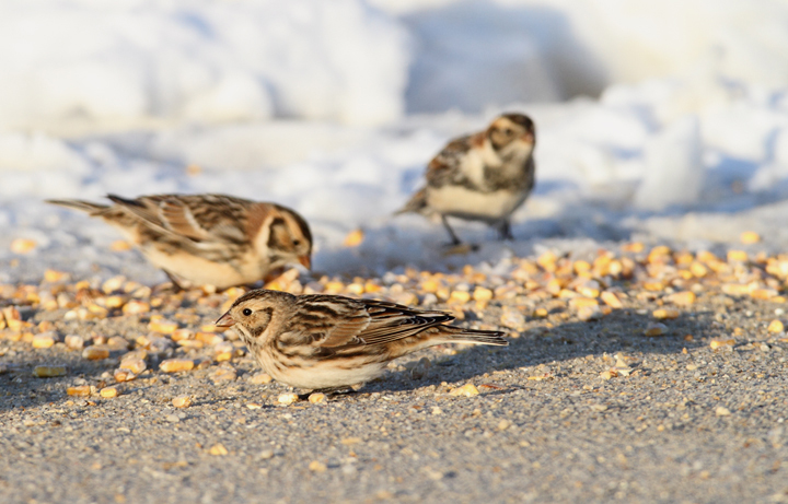 Lapland Longspurs at first light in Caroline Co., Maryland (12/24/2009). Today was easily my best photographic encounter with this species to date. Exciting. Lapland Longspurs at first light in Caroline Co., Maryland (12/24/2009). Today was easily my best photographic encounter with this species to date. Exciting.