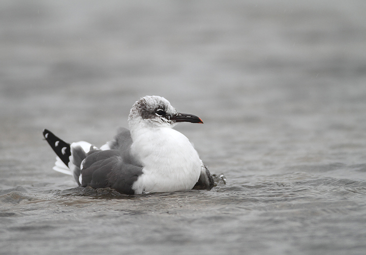 A Laughing Gull at the Ocean City Inlet, Maryland. There were five present on 12/13/2009, which
was my new late date in Maryland by one day. A Laughing Gull at the Ocean City Inlet, Maryland. There were five present on 12/13/2009, which
was my new late date in Maryland by one day.
